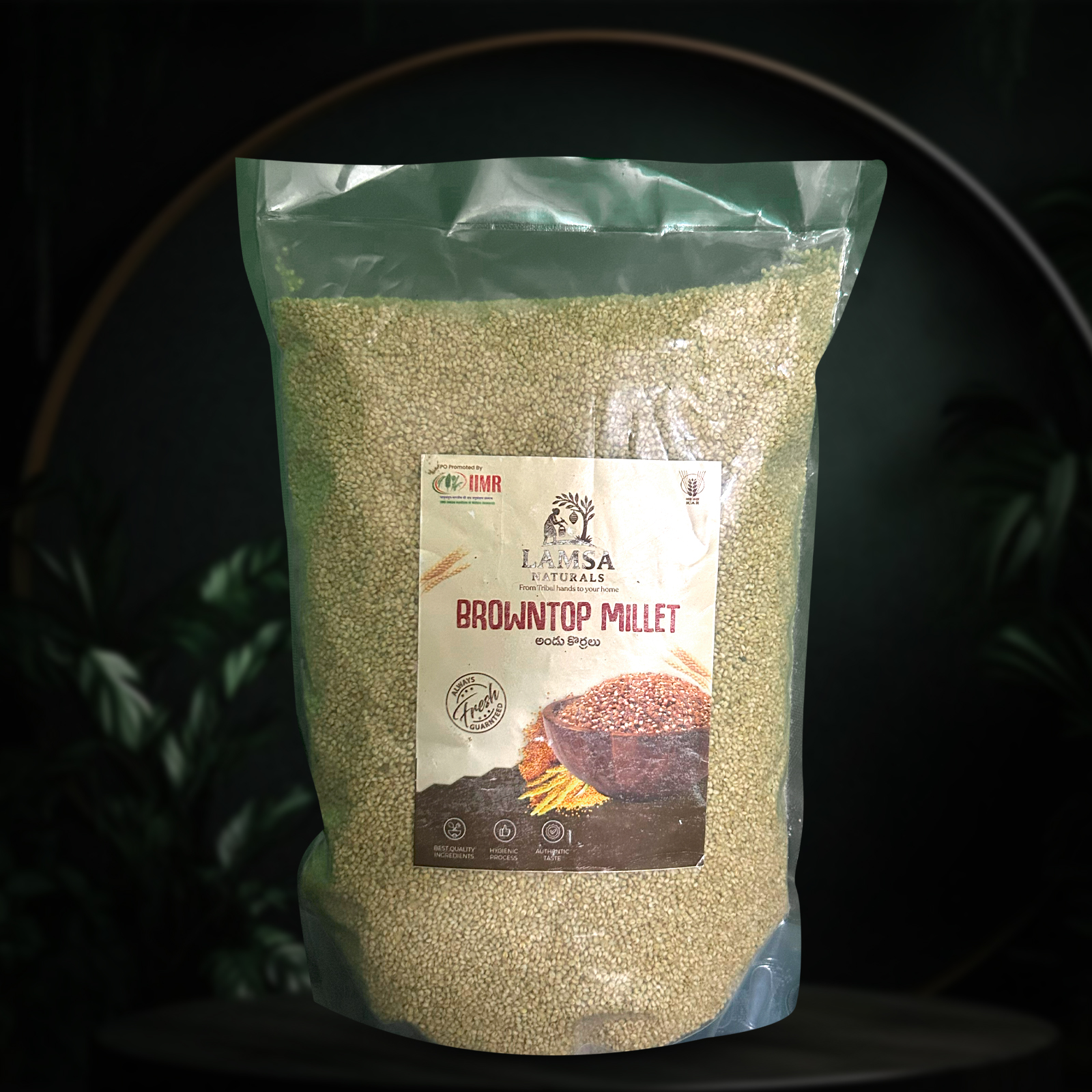 Browntop Millet Seeds - Andu Korralu