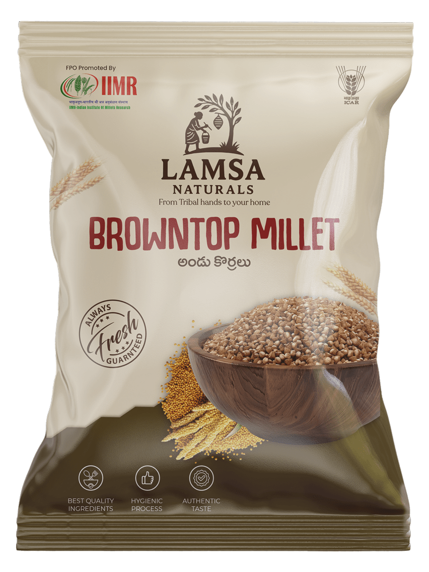 Browntop Millet Seeds - Andu Korralu